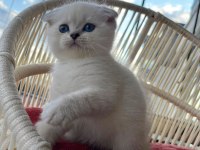 Scottish fold erkek yavrumuz yeni yuvasını arıyor