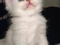 2 Aylık British Shorthair Yavrular