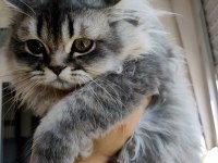 Yeşil gözlü aslan yeleli tombul British Longhair Kedimiz