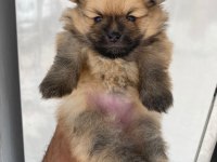 Pomeranian Boo dişi yavrular