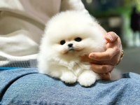 A KALİTE POMERANİAN BEBEKLER