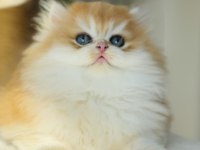 Safkan golden Ny 12 muhteşem tip british longhair