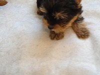 Sahibinden 3 aylık yorkshire terrier