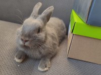 Orjinal Netherland Dwarf (Hollanda Cüce Tavşan) Erkek Cüce