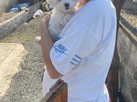 2,5 Aylık Terrier Maltese İnci Kızım