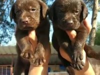 Çikolata, siyah ve şampanya labrador köpekler
