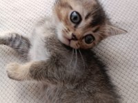 Bıcırların bıcırı british shorthair bebişlere yuva