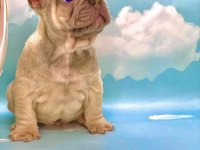 ÜST KALİTE BLUE FAWN FRENCH BULLDOG ERKEK