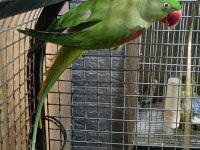 Alexander Papağanları 81 İle Gönderim