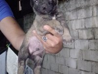 Kangal 25 günlük safkan orjinal