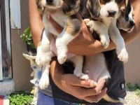 Beagle yavrularımız ırk garantilidir