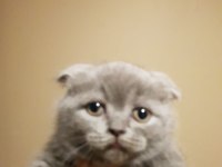 Veteriner kliniğinden safkan yavrular scottish fold