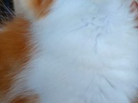 BAKMADAN GEÇMEYİN HER RENK KEDİLER