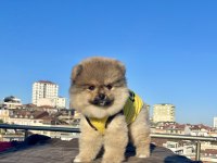 AYI SURAT POMERANİAN BOO YAVRULAR
