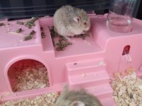 İki Adet Cüce Hamster