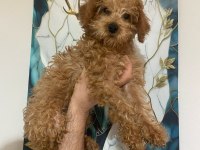 3 aylık toy poodle yavru