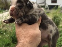 Blue lilac merly erkek ve dişi french bulldog yavrular