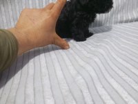 Morkie yavru