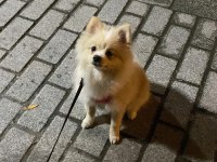 8 aylık dişi pomeranian yavrumuz