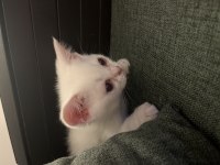 Scottish fold