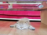 2.5 aylık dişi british shorthair kedisi
