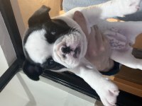 Bulldog cinsi yavrumuza yuva