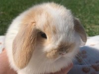 HOLLANDA LOP VE TEDDY LOP TAVŞAN YAVRULAR