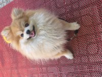 A Kalite Pomeranian Boo