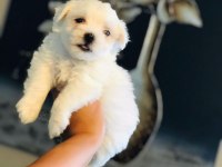 Güzel Mi Güzel Maltipoo