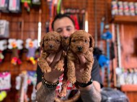 Şecereli mükemmel toy poodle yavrularımız