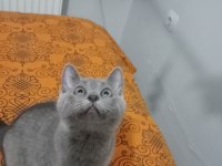 Yavrumuz sahiplendirilecektir scottish fold