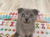 Birinci Kalite Blue Scottish Fold Yavru