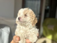 A kalite maltipoo yavrularimiz