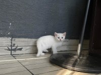 Kediler yeni yuvalarını arıyorlar