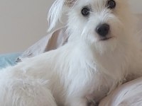 Bahçeli ortama ücretsiz terrier