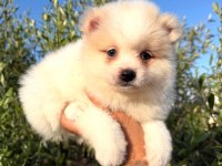 Güzellik Abideleri Pomeranian Köpekler