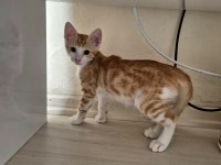 Yavru sarman Lili ömürlük yuva lütfen