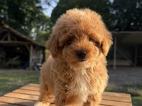 Red Maltipoo Kızımız