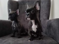 French bulldog yavru köpeklerimiz