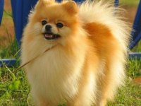 Üst kalite aşılı erkek Pomeranian 3 aylık