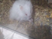 Kar beyaz hamster