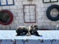 Dev cane corso yavrulara