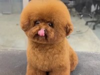Yavru Ve Yetişkin A Kalite Kore Kan Poodle