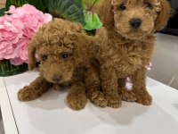 Toy poodle yavrum