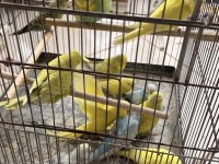 Yeme yeni düşen Jumbo yavrular ve birtakım Jumbo kuşlar