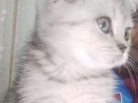 Scottish fold mersin 2 aylık