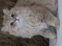 British longhair erkek kedimiz