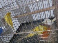 Japones rainboq lasving yavrulu yumurtalı muhabbet kuşu
