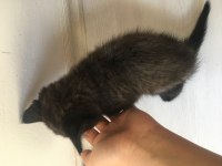 British shorthair yavru 3 aylık