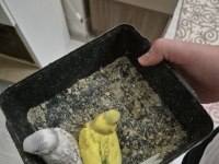 Bebek muhabbet kuşları